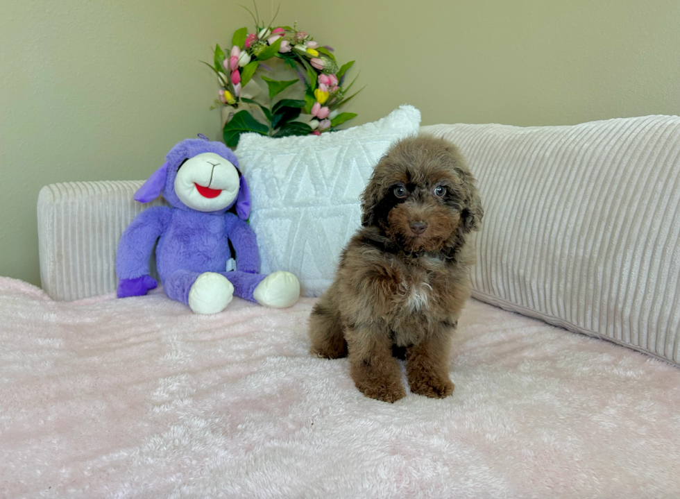 Best Poodle Baby