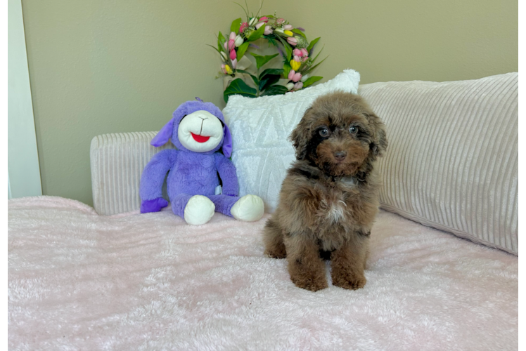 Poodle Pup Being Cute