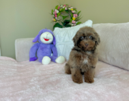 9 week old Poodle Puppy For Sale - Lone Star Pups