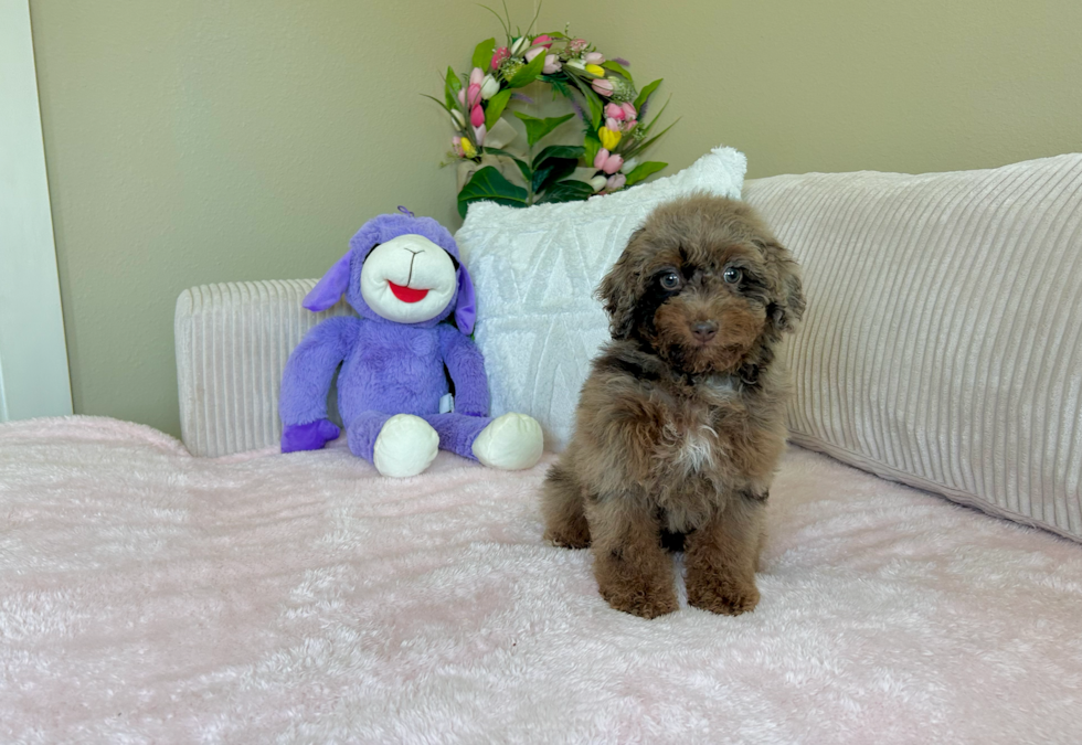 Poodle Pup Being Cute