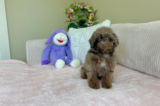 Poodle Pup Being Cute