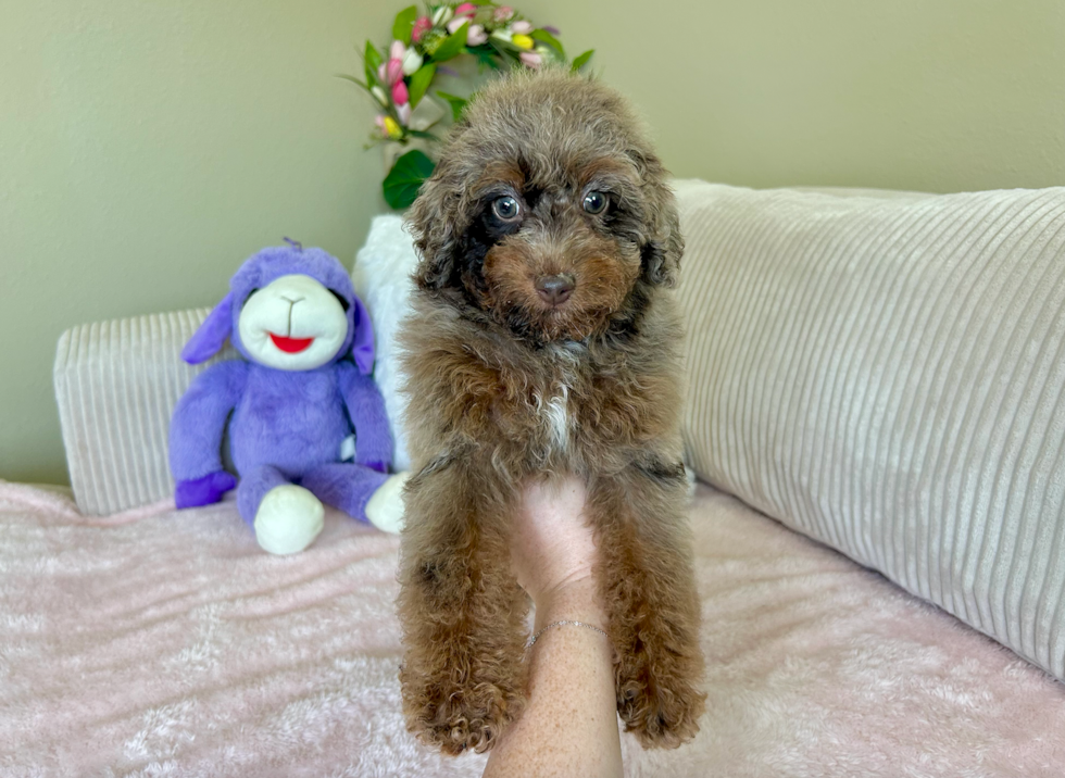 Poodle Puppy for Adoption