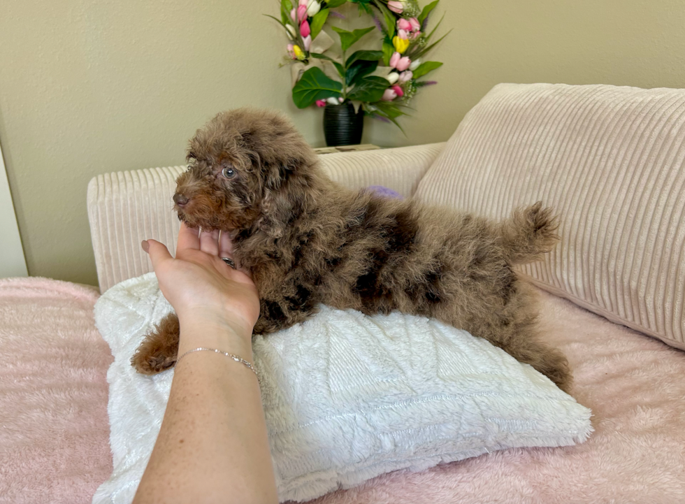 Cute Poodle Purebred Pup