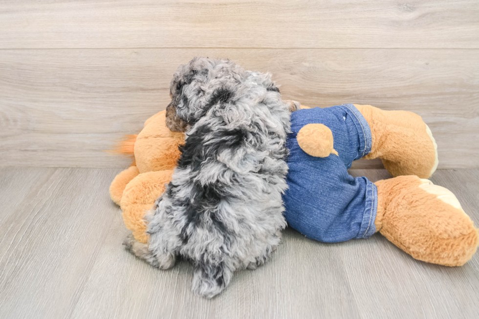 Hypoallergenic Poodle Baby