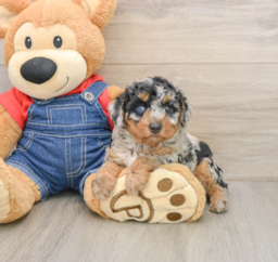 6 week old Poodle Puppy For Sale - Lone Star Pups