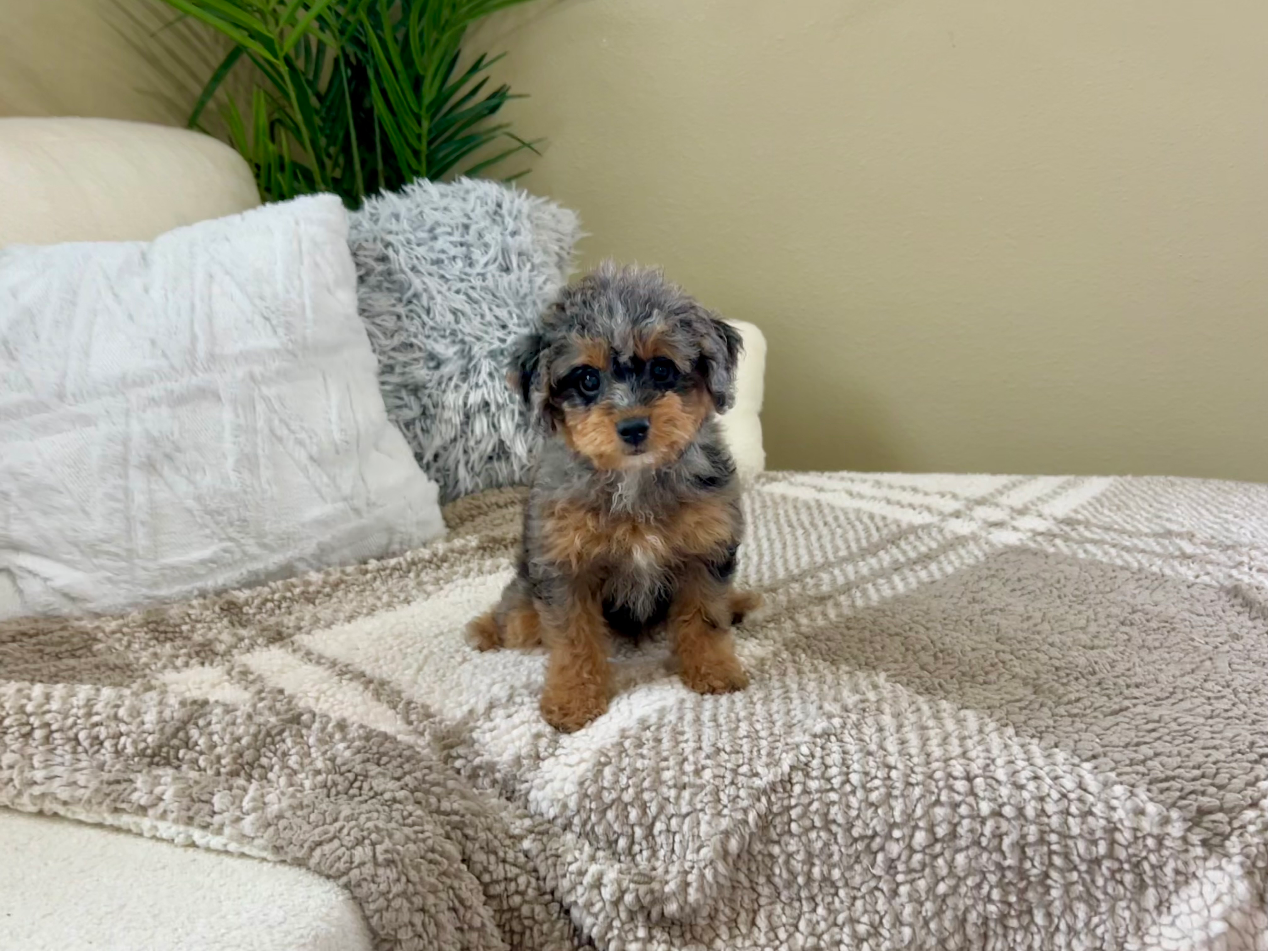 Poodle Pup Being Cute
