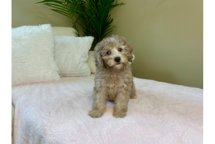 Poodle Pup Being Cute