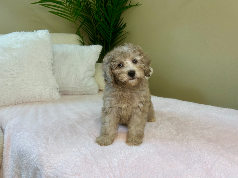 Poodle Pup Being Cute