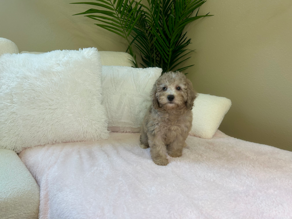 Cute Poodle Purebred Pup