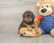 7 week old Poodle Puppy For Sale - Lone Star Pups