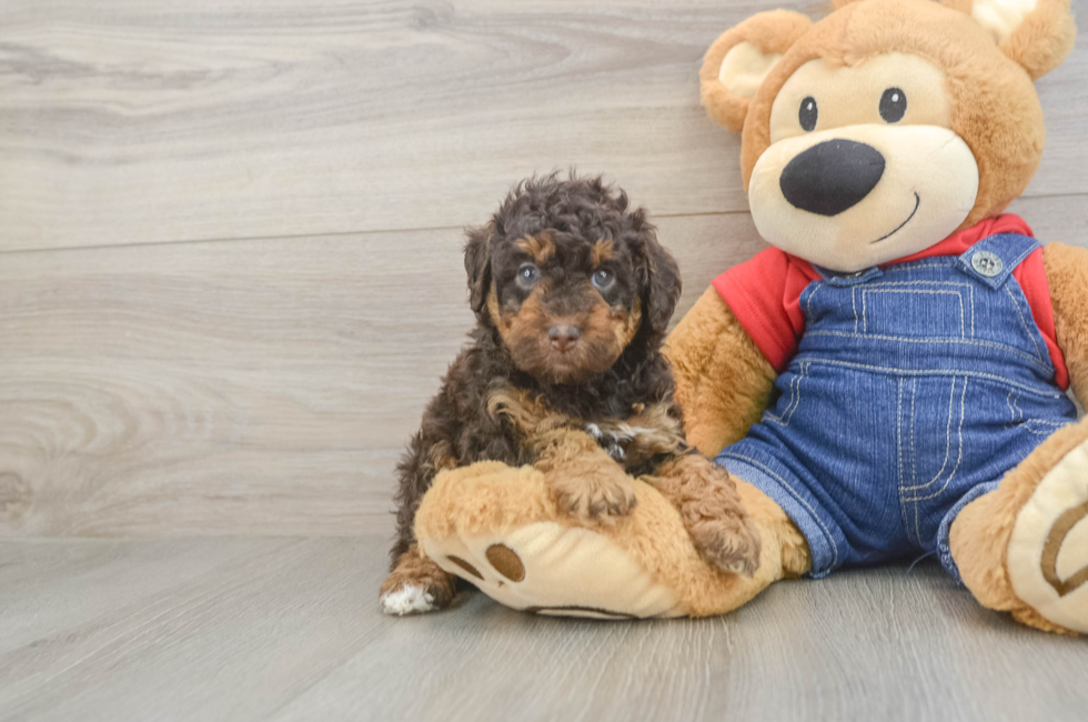 5 week old Poodle Puppy For Sale - Lone Star Pups
