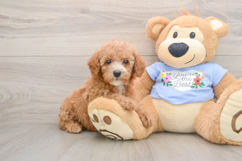 Best Poodle Baby