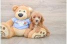 Poodle Puppy for Adoption