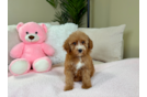 Cute Poodle Purebred Pup