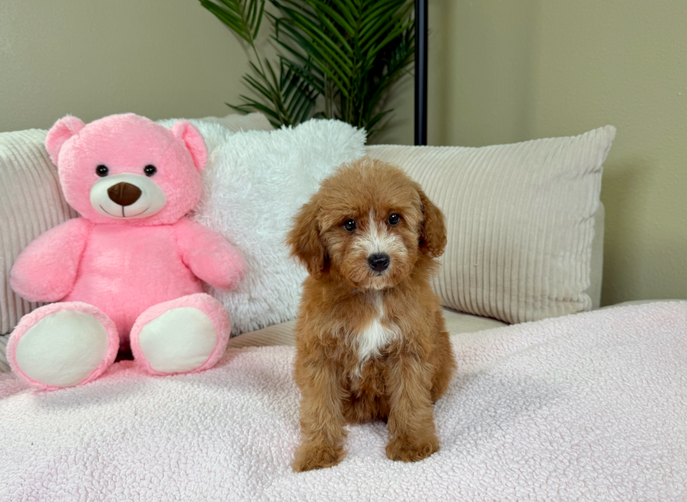 Cute Poodle Purebred Pup
