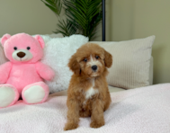 10 week old Poodle Puppy For Sale - Lone Star Pups