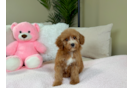 Cute Pudle Purebred Puppy