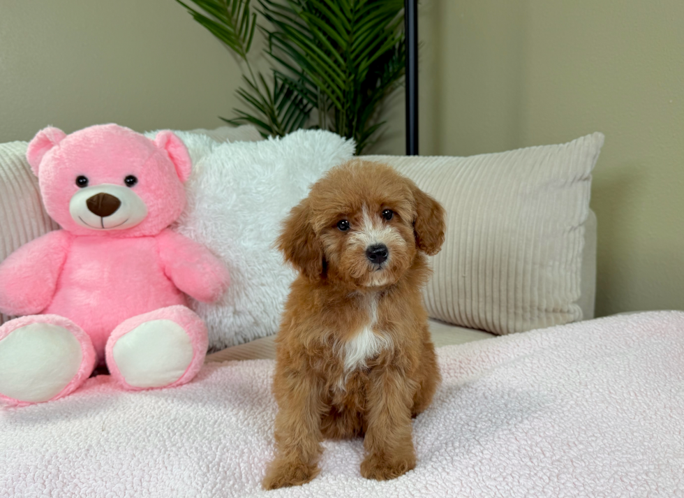 Cute Pudle Purebred Puppy