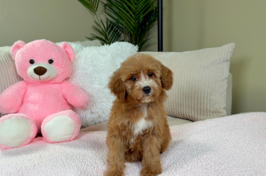 Cute Pudle Purebred Puppy