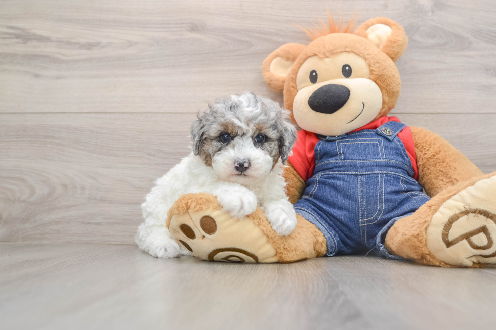 Poodle Puppy for Adoption