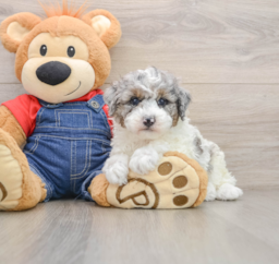 7 week old Poodle Puppy For Sale - Lone Star Pups