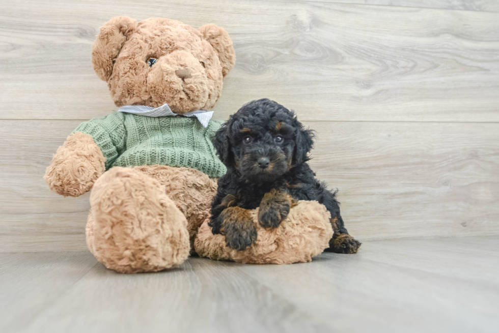 Playful Poodle Purebred Pup