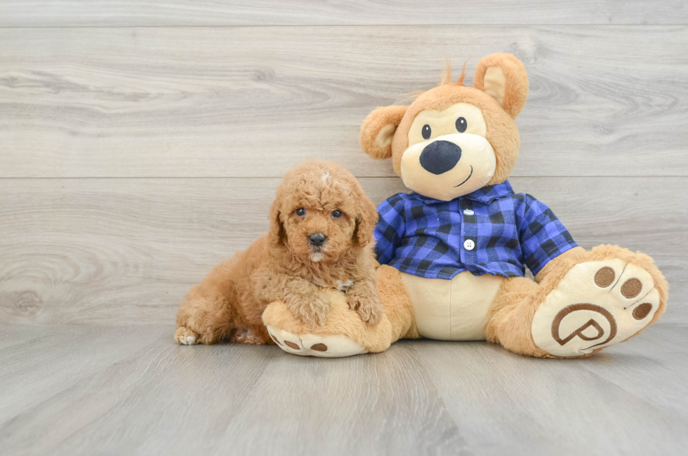 6 week old Poodle Puppy For Sale - Lone Star Pups