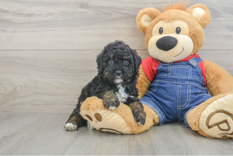 Hypoallergenic Poodle Purebred Pup