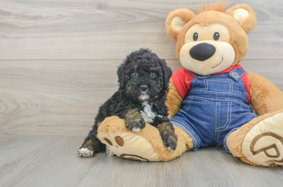 5 week old Poodle Puppy For Sale - Lone Star Pups