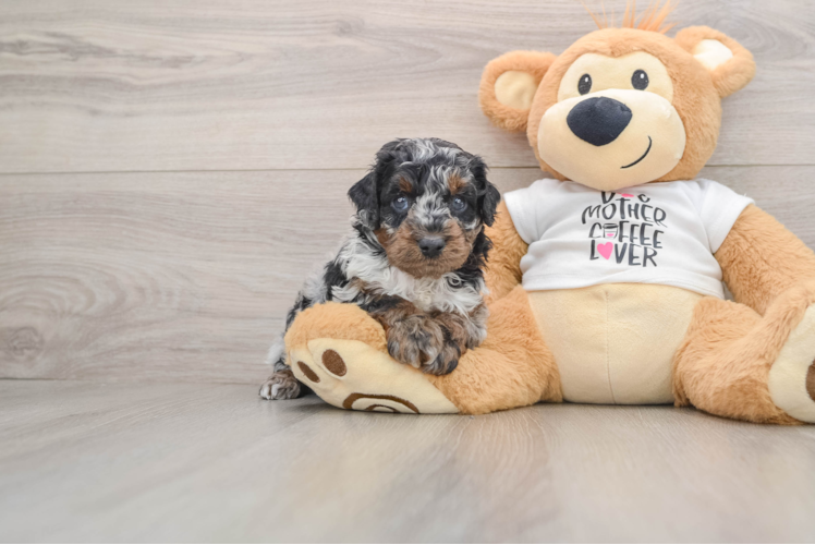 Poodle Puppy for Adoption