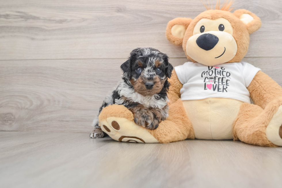 Poodle Puppy for Adoption