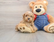 7 week old Poodle Puppy For Sale - Lone Star Pups