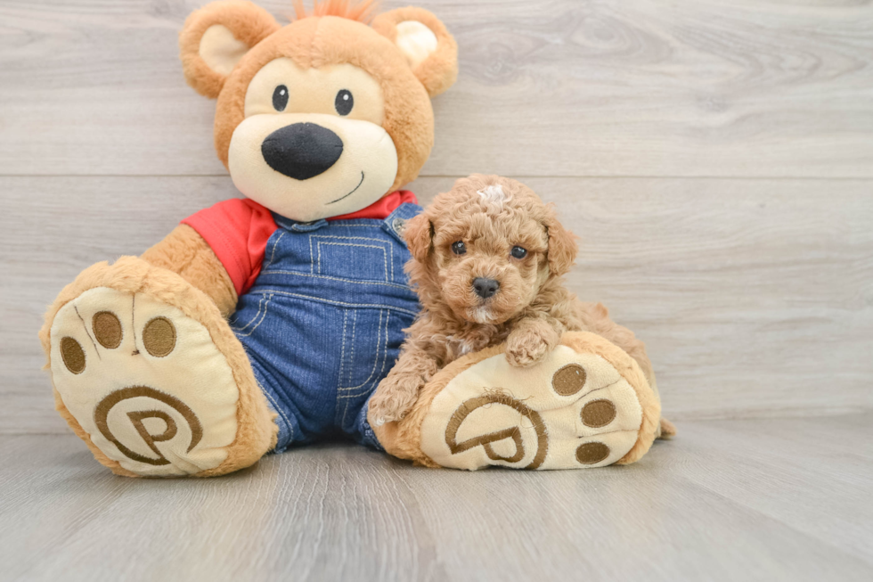 Poodle Puppy for Adoption