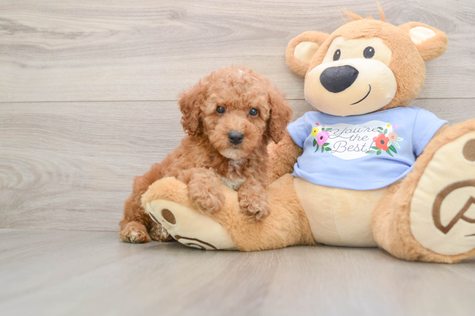 Energetic Pooodle Purebred Puppy