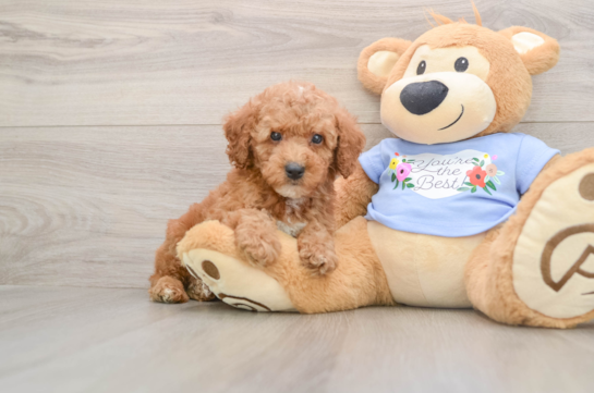 Energetic Pooodle Purebred Puppy