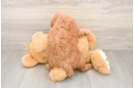 Little Poodle Baby
