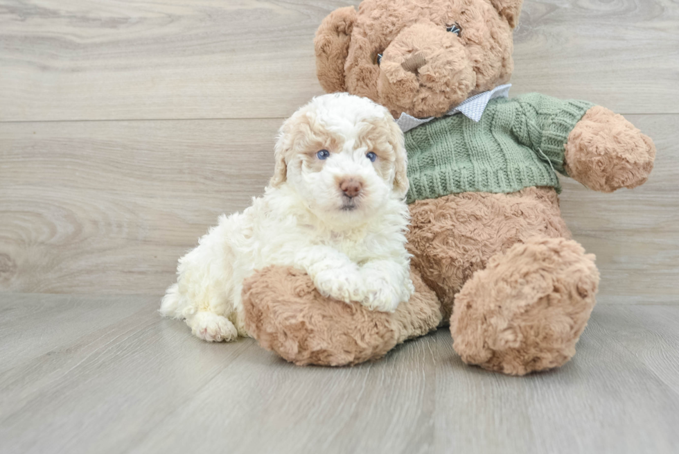 Small Poodle Purebred Pup