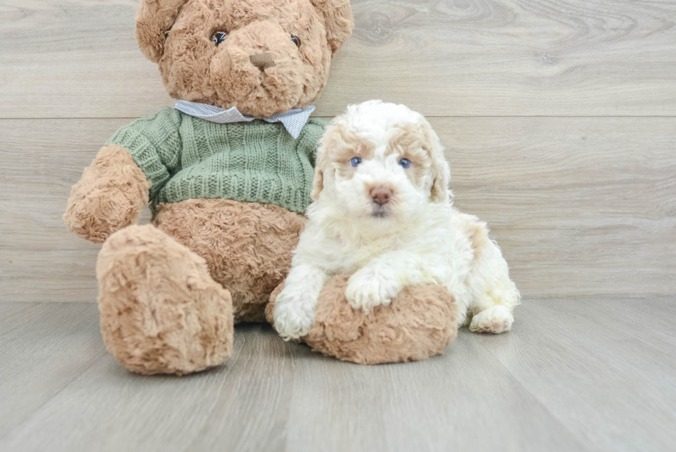 Fluffy Caniche Purebred Puppy