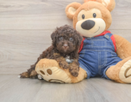 7 week old Poodle Puppy For Sale - Lone Star Pups