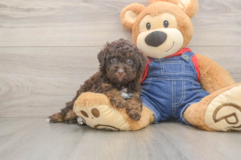 5 week old Poodle Puppy For Sale - Lone Star Pups