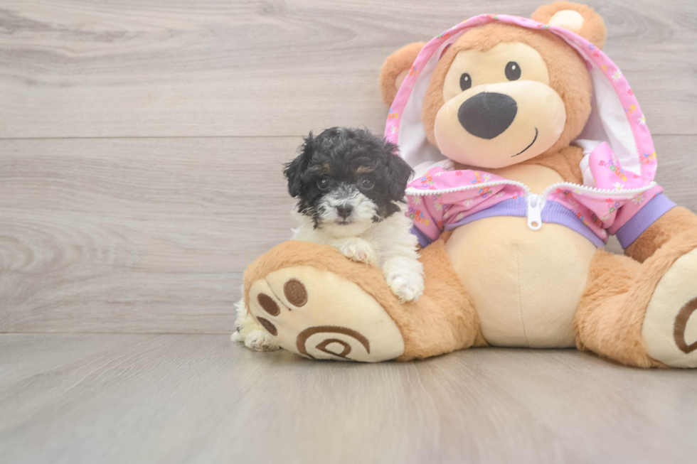 Poodle Puppy for Adoption