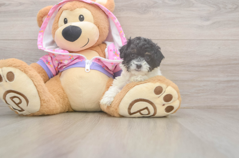 5 week old Poodle Puppy For Sale - Lone Star Pups