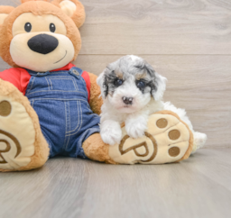 8 week old Poodle Puppy For Sale - Lone Star Pups