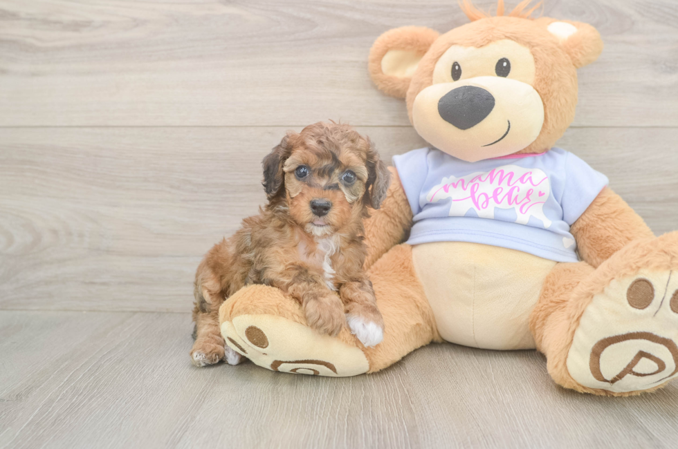 5 week old Poodle Puppy For Sale - Lone Star Pups