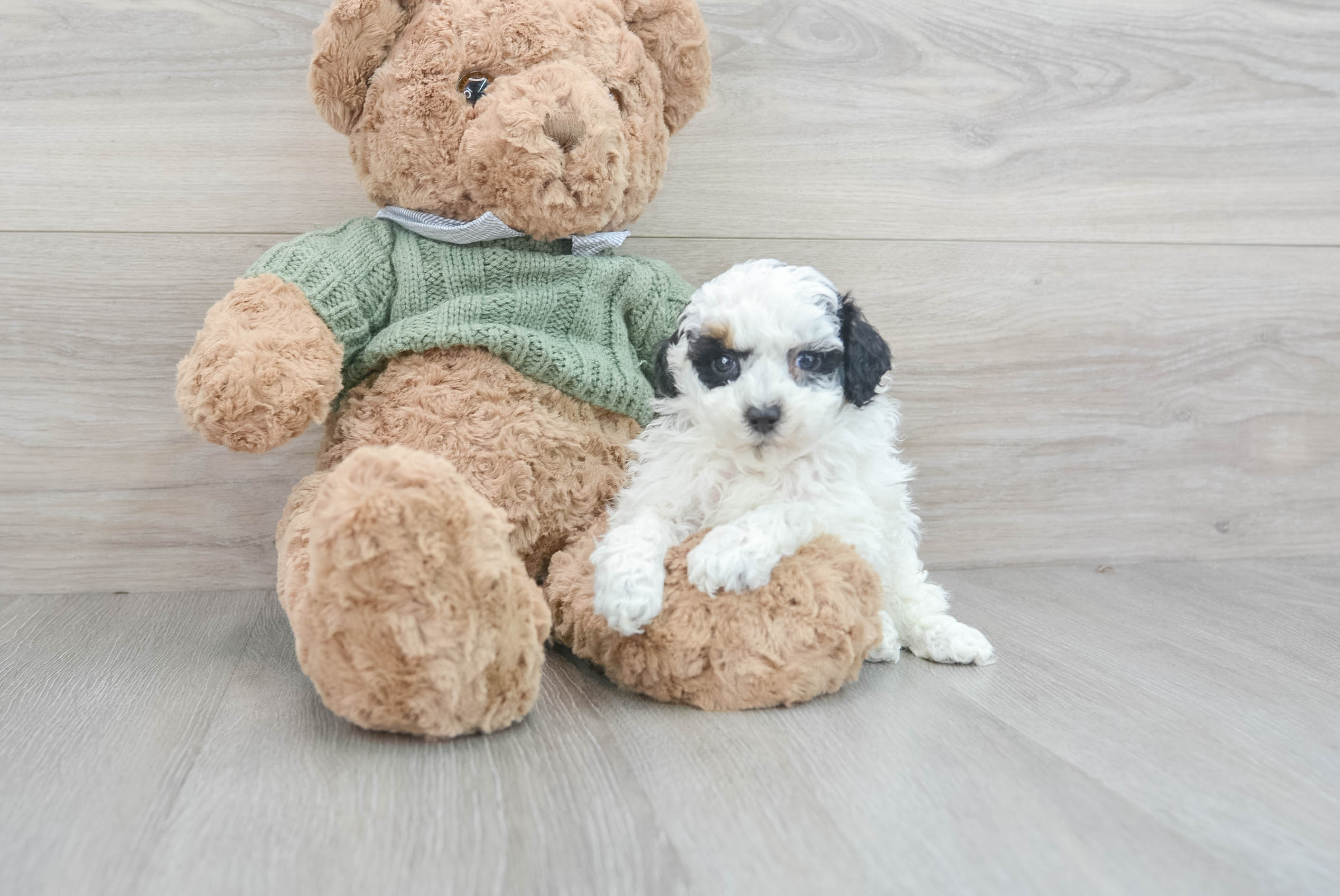 Poodle Puppy for Adoption