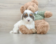 8 week old Poodle Puppy For Sale - Lone Star Pups