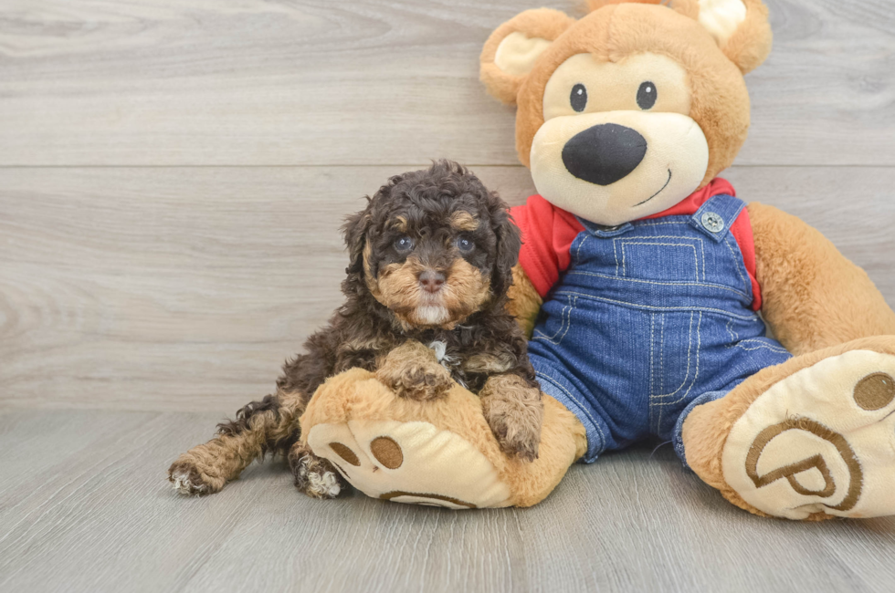 5 week old Poodle Puppy For Sale - Lone Star Pups