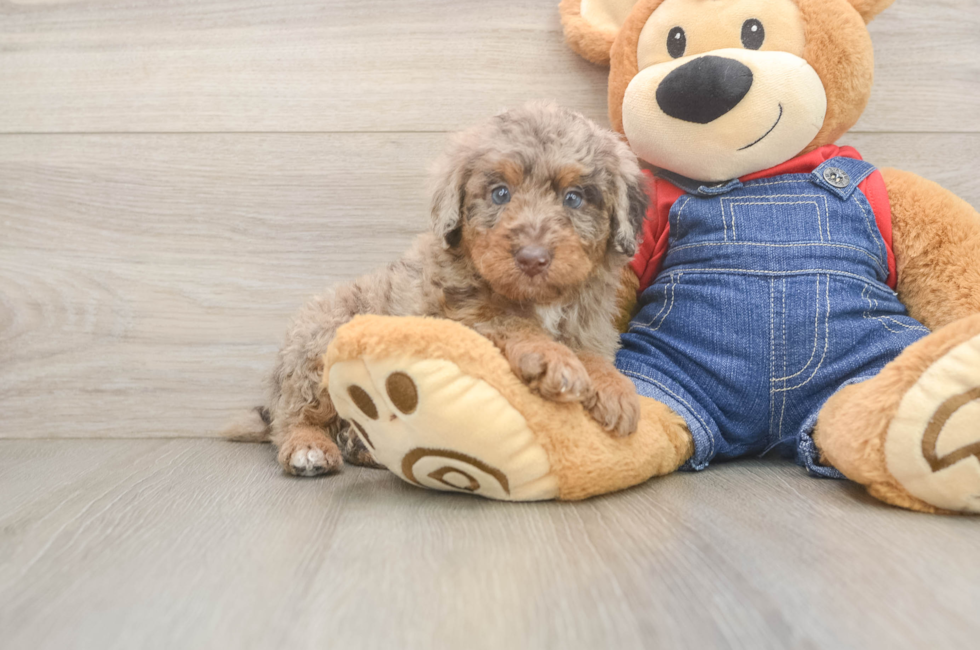 5 week old Poodle Puppy For Sale - Lone Star Pups
