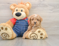 6 week old Poodle Puppy For Sale - Lone Star Pups