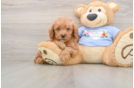 Poodle Puppy for Adoption